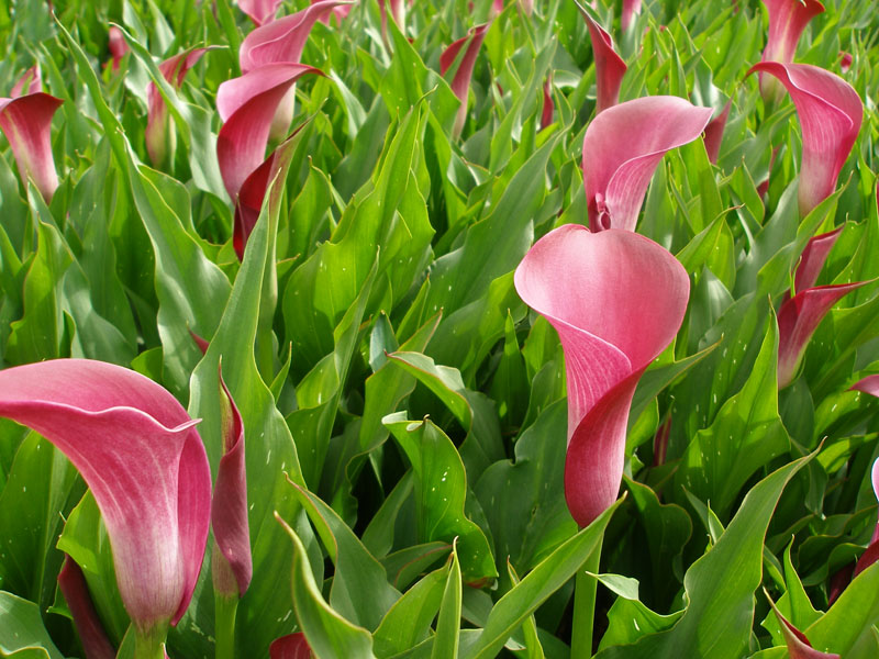 Planting Bulbs - Calla Lilies (with video)