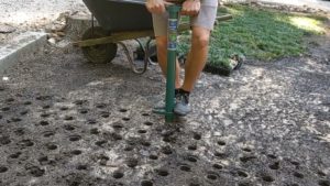Digging planting holes for dwarf mondo
