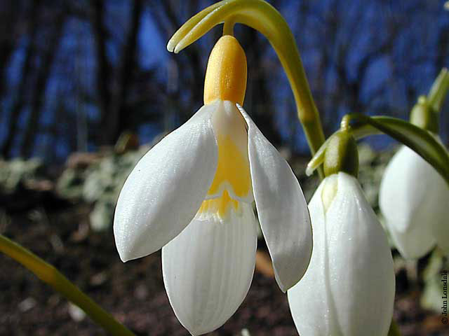 Planting Bulbs - Galanthus (with video)