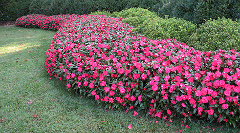 Planting Annuals - Impatiens (with video)