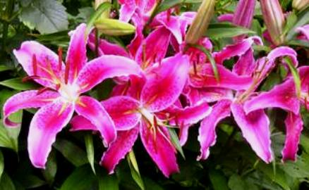 Planting Bulbs - Lilies - Lilium (with video)