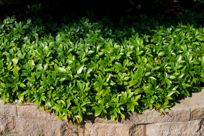 How to plant Pachysandra (Japanese Spurge) - (with video)