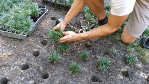 Planting dwarf mondo grass from trays