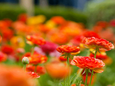 Planting Bulbs - Ranunculus (with video)