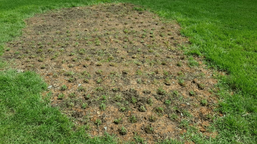 Repairing bare spots in lawn finished