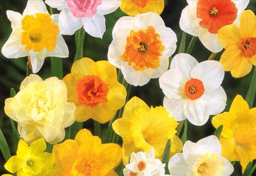 Planting bulbs - Daffodils (with video)