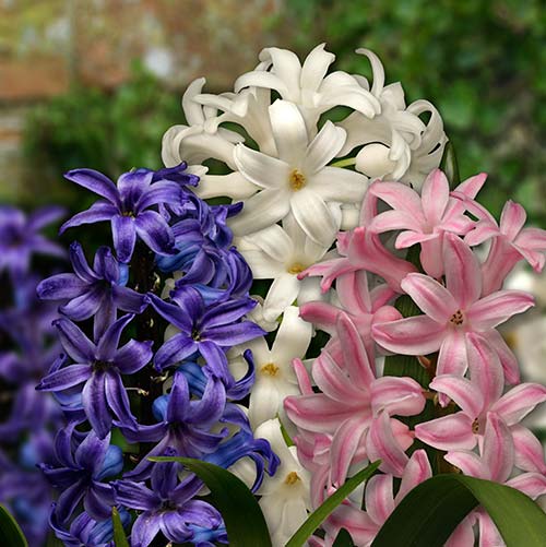 Planting bulbs - Hyacinth (with video)