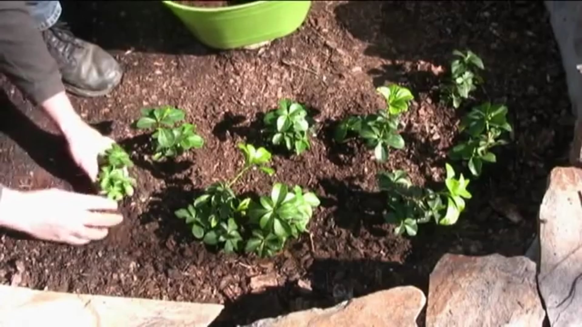 How to plant Pachysandra (Japanese Spurge) (with video) ProPlugger