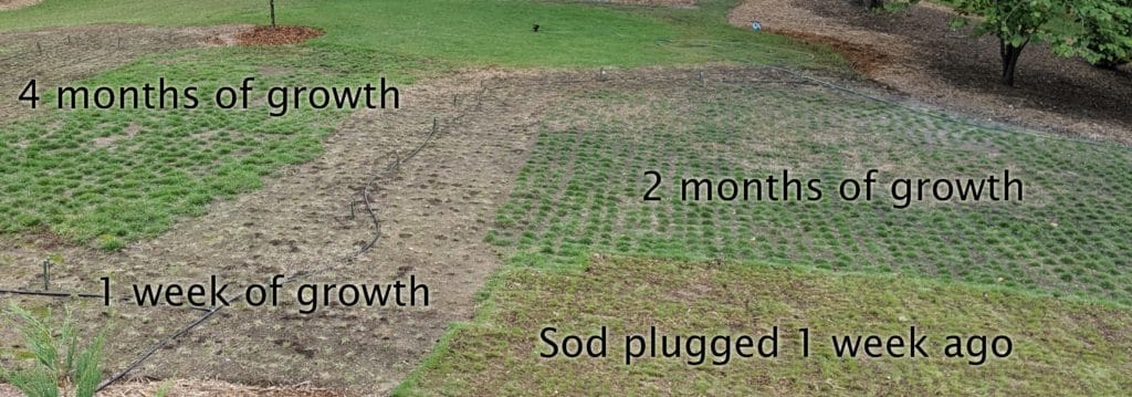 grass plug growth progression