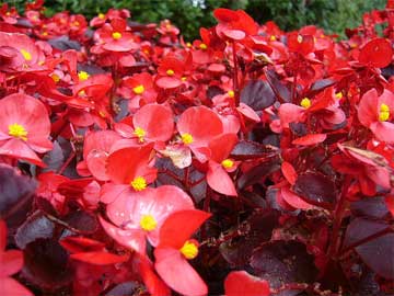 How to plant Begonias (with video)