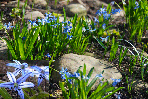 Planting Bulbs - Scilla (with video)