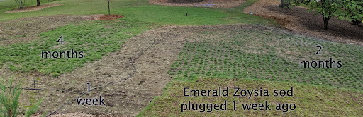 Zoysia grass plugs progression 