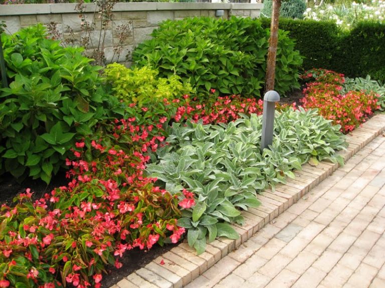 How to plant Begonias (with video) ProPlugger