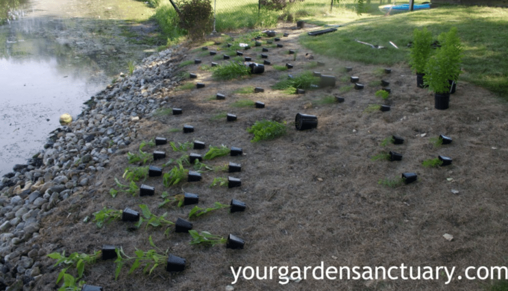 Planting plugs your garden sanctuary
