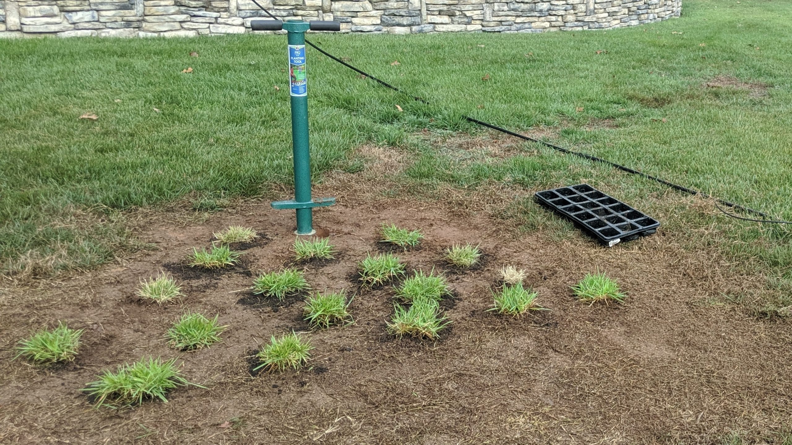 Planting grass plugs from trays