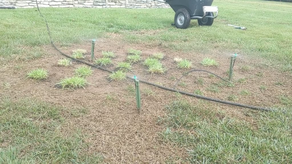 watering after planting grass plugs from trays