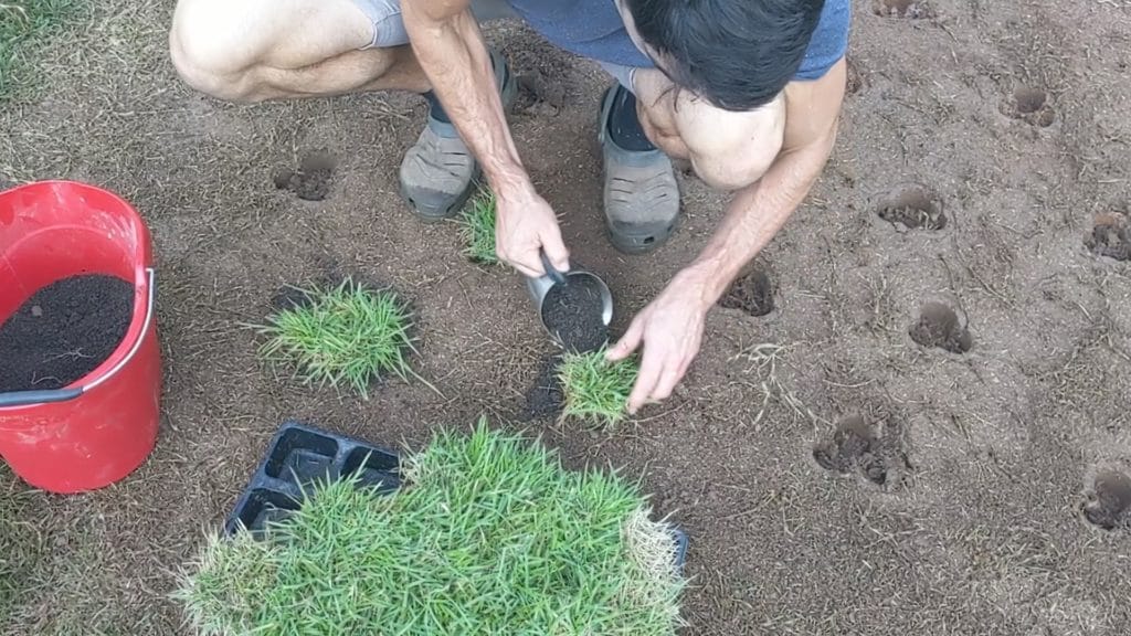 adding soil before planting square grass plugs