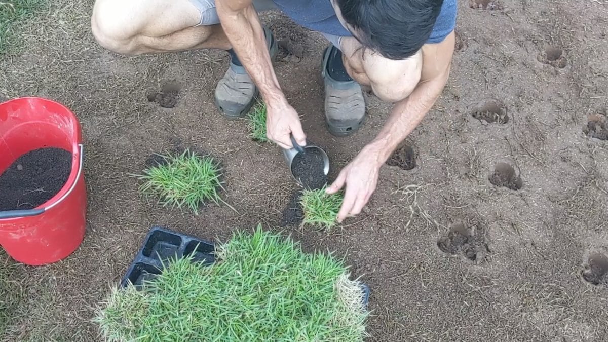 Planting Grass Plugs from Trays with the ProPlugger ProPlugger