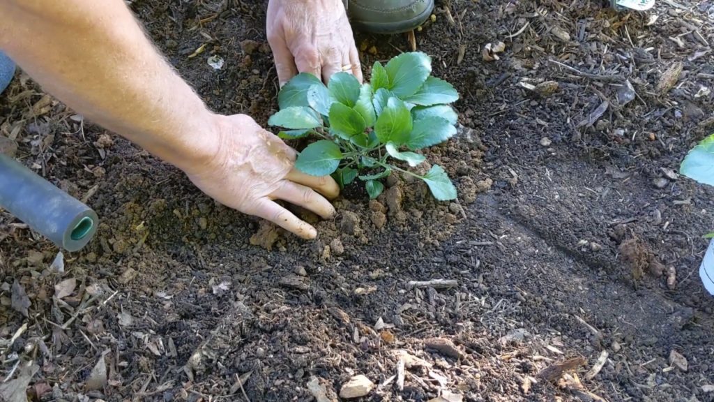 Planting Salvia with the ProPlugger