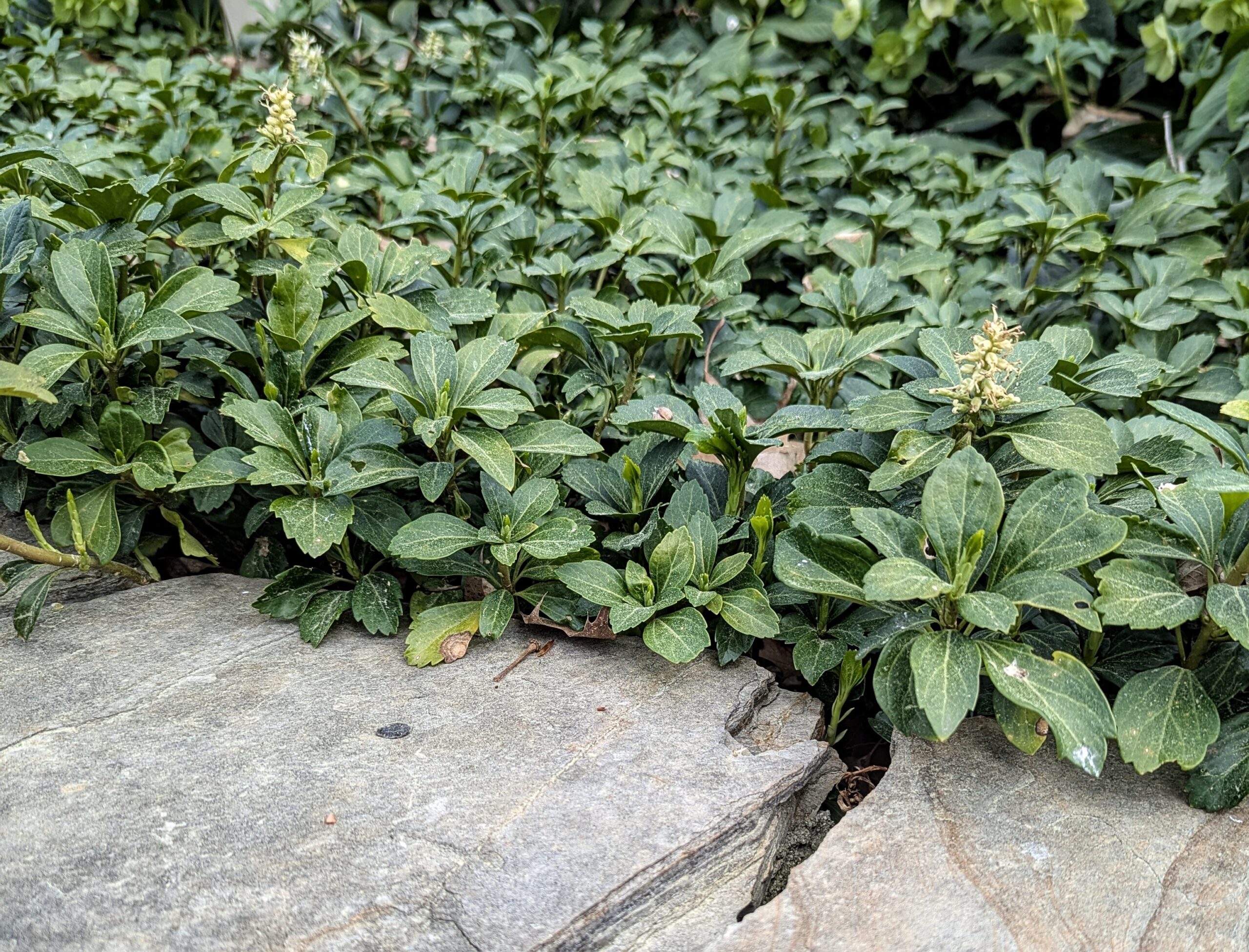 Pachysandra